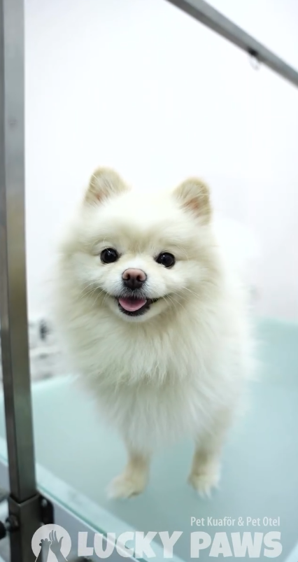 Pet Kuaför