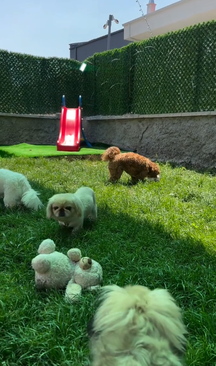 Pet Otel